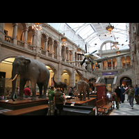 Glasgow, Kelvingrove Museum, Concert Hall, Natural History and Zoology Abteilung