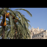 Palma de Mallorca, Catedral La Seu, Kathedrale mit Palmen des Parc de la Mar / Passaig Dalt Murada