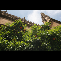 Granada, Catedral, Organgenbäume neben der Kathedrale